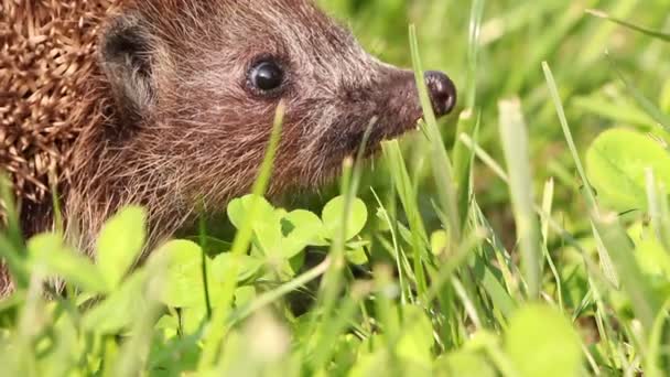 Hérisson marche et renifle dans l'herbe en été, pommes rouges autour — Video