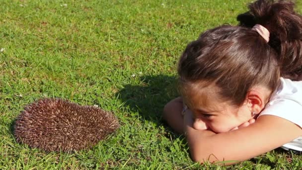 Girl having fun while laying against hedgehog in the grass — Stock Video