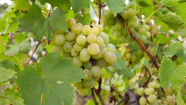 Closeup on bunch of grapes being cut from row — Stock Video