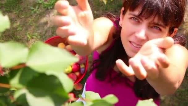 Somebody in branches of a tree picking  plums and throwing them to a woman — Stock Video