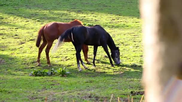 Twee paarden grazen in een weide — Stockvideo