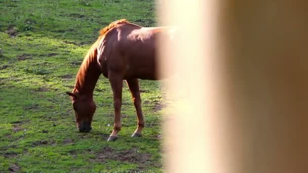 Un cheval broutant dans une prairie 