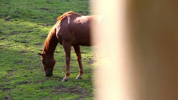 Un caballo pastando en un prado — Vídeo de stock