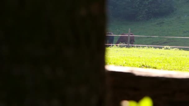 Twee paarden grazen in een weide — Stockvideo