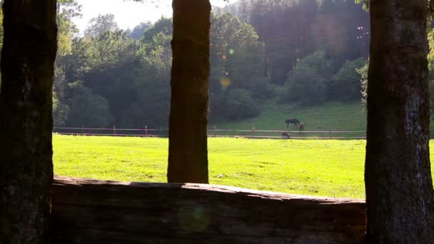 Two horses grazing in a meadow — Stock Video