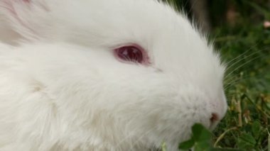 Kabarık beyaz tavşan koklama, yakın çekim