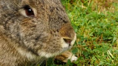 Kabarık kahverengi tavşan koklama, yakın çekim