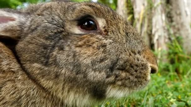 Fluffy brown rabbit sniffing, close up — Stock Video