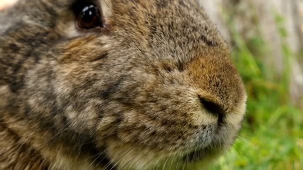 Reniflements de lapin brun moelleux, gros plan — Video