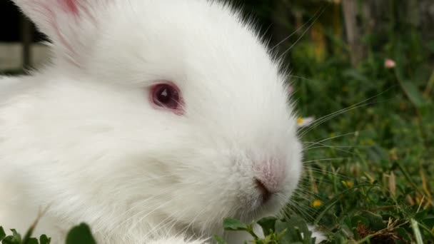 Conejo blanco esponjoso olfateando, de cerca — Vídeo de stock