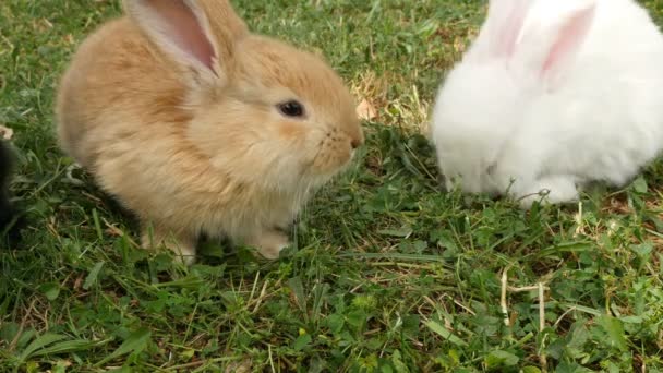 Пушистые белые и коричневые кролики вынюхивают вокруг, закрываются — стоковое видео