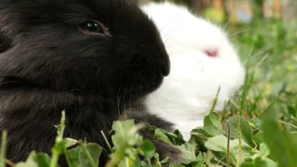 Пушистые черные и коричневые кролики вынюхивают вокруг, закрываются — стоковое видео