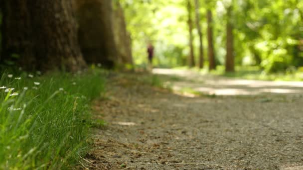 Μια γυναίκα τζόκινγκ / εκτέλεση στο πάρκο — Αρχείο Βίντεο