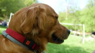 Köpek Golden Retriever bir parkta bir sopa ile oynarken