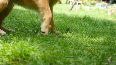 Köpek Golden Retriever bir parkta bir sopa ile oynarken