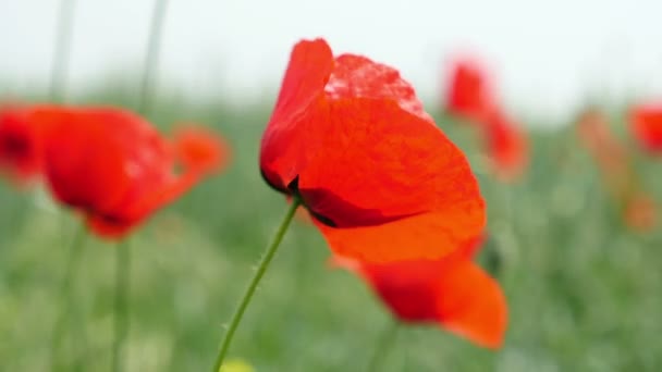 Le coquelicot rouge sur le champ balançant dans le vent 