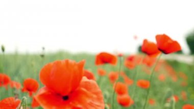 rüzgarda sallanan alan üzerinde kırmızı haşhaş