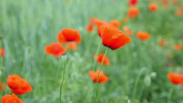 Amapolas rojas en el campo balanceándose en el viento — Vídeo de stock