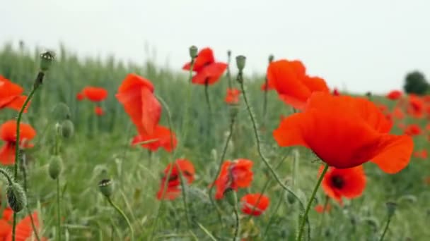 Rode papavers op het veld zwaaiend in de wind — Stockvideo