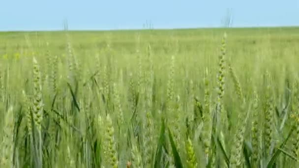 Волны зеленого пшеничного поля, перемещаемые летним ветром — стоковое видео