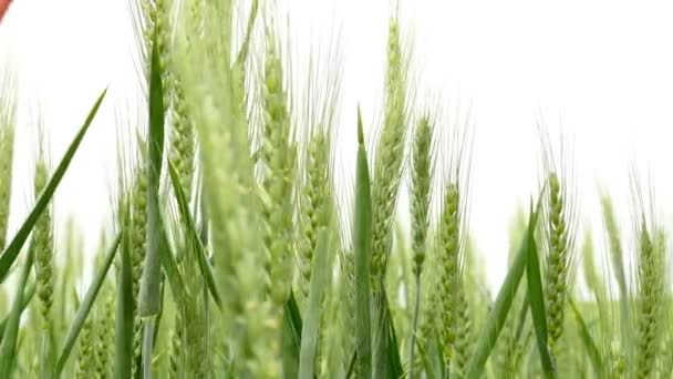 Mannelijke handen aanraken groene tarwe in zomer veld — Stockvideo