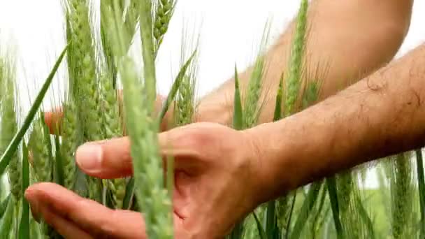 Männliche Hände berühren grünen Weizen im Sommerfeld — Stockvideo