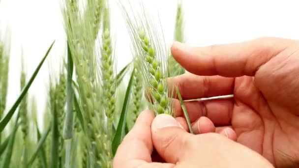 Mannelijke handen inspectie van het graan van groene tarwe in zomer veld — Stockvideo