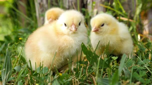 Baby chicks on the green grass — Stock Video