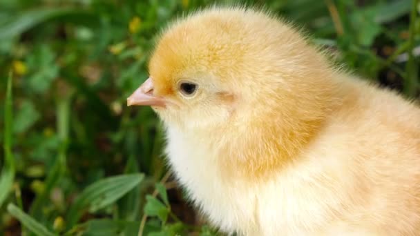 Baby kuikens op het groene gras — Stockvideo