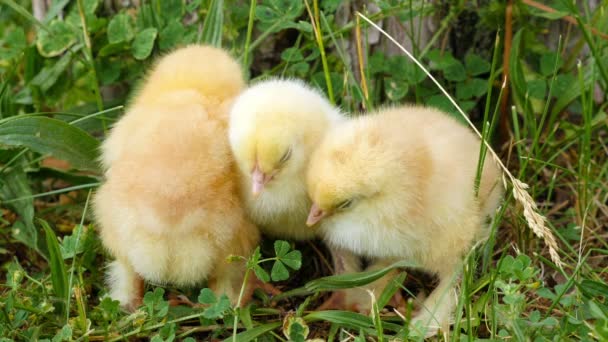 小鸡在绿色草地上 — 图库视频影像