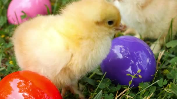 Baby chicks on the green grass among eatser eyes — Stock Video