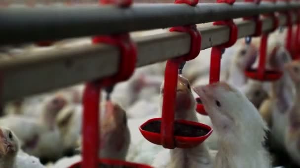 Galinhas na granja de frango, produção de aves — Vídeo de Stock