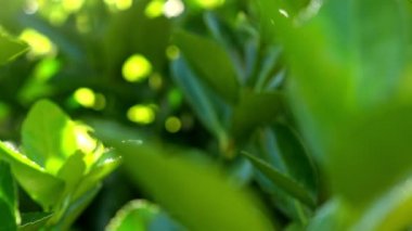 Yeşil yaprakları yanan güneş ışığı ile dolly