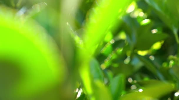 Folhas verdes iluminadas com luz solar, boneca — Vídeo de Stock