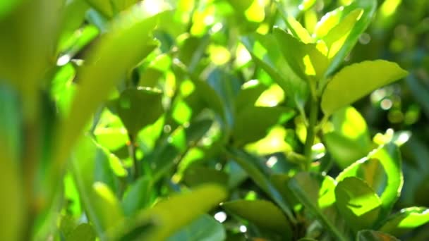 Зеленые листья освещены солнечным светом, куколка — стоковое видео