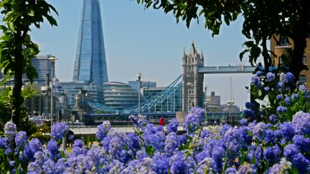 Blick auf Tower Bridge und die Scherbe in London, lila Blumen davor — Stockvideo