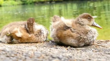 20150618-London-4k-flora-fauna-clip015-Littleducks