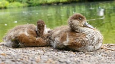 20150618-London-4k-flora-fauna-clip015-Littleducks