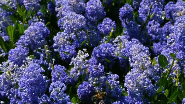 De belles fleurs bleues vacillent du vent — Video