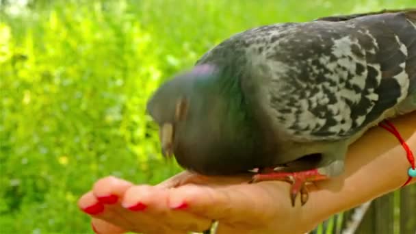 Голубь ест из рук в парке — стоковое видео