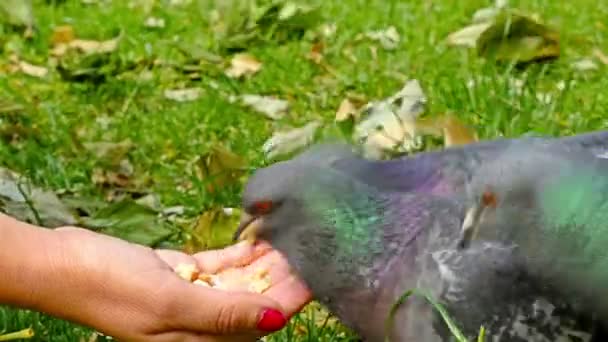 Paloma come de una mano en un parque — Vídeos de Stock
