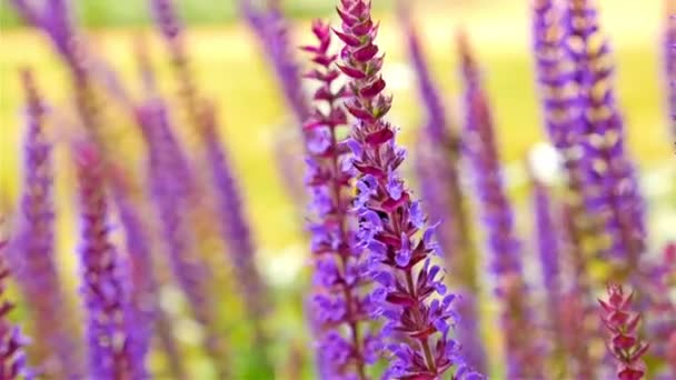 Hermosas flores púrpuras se mueven del viento, las abejas revolotean — Vídeos de Stock