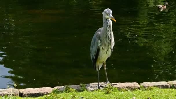 Heron perched by a lake in a park in London, United kingdom — Stock Video