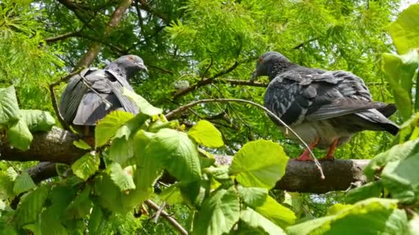 Una coppia di piccioni innamorati appollaiati su un ramo d'albero — Video Stock