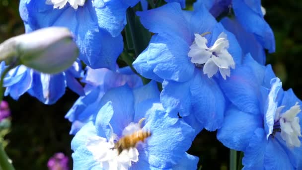 Krásné modré květy kývat z větru — Stock video