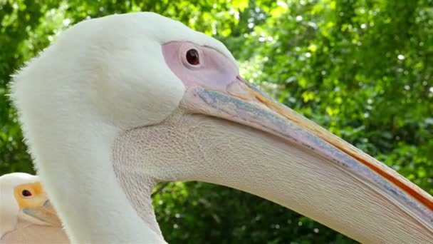 Крупный план головы пеликана в парке Сент-Джеймс в Лондоне — стоковое видео