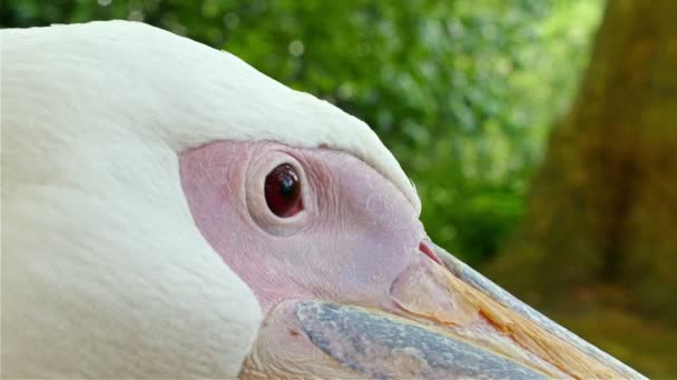 Primo piano di una testa di un pellicano nel parco di St. James di Londra — Video Stock