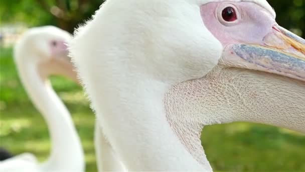 Close-up de uma cabeça de um pelicano no parque de St. James de Londres — Vídeo de Stock