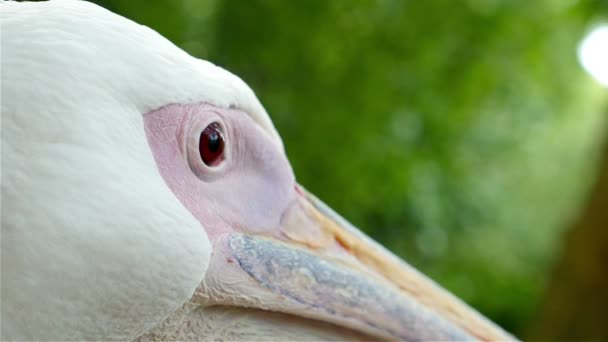 Primo piano di una testa di un pellicano nel parco di St. James di Londra — Video Stock