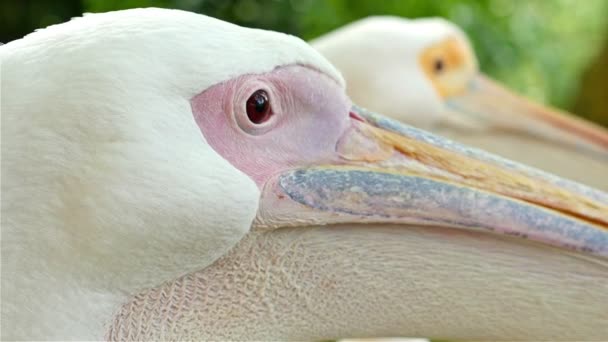 Close up van een hoofd van een pelikaan in de St. James park van Londen — Stockvideo